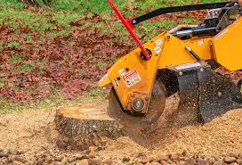Best Tree Preservation Services  in Thorp, WI
