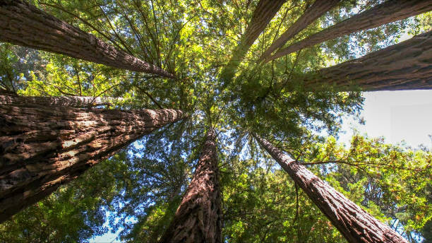 Reliable Thorp, WI Tree Removal Solutions