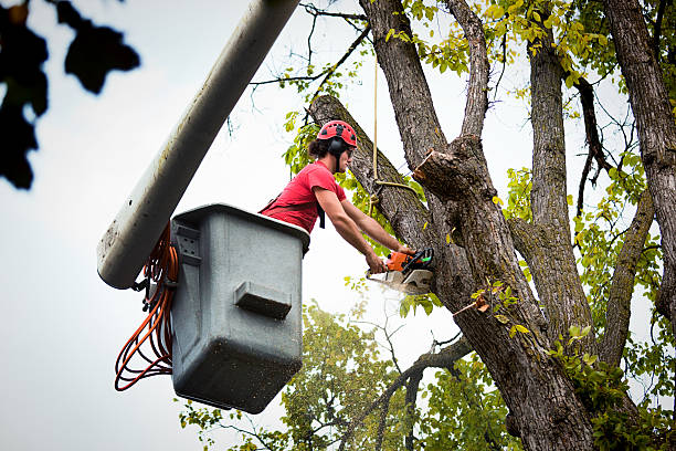 Best Tree Fertilization  in Thorp, WI
