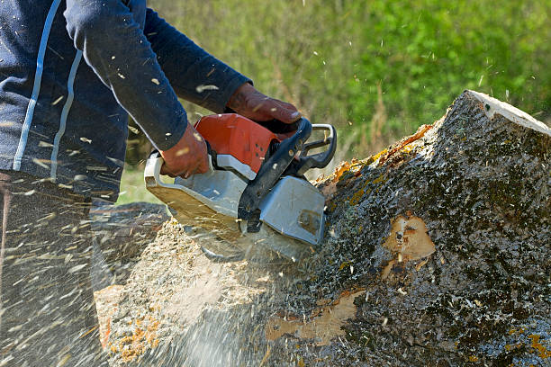 Best Lawn Irrigation Installation and Maintenance  in Thorp, WI