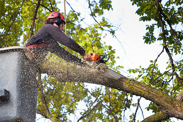 Best Emergency Tree Removal  in Thorp, WI